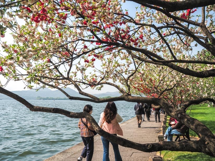 Two people shot from behind as the follow a lakeside trail past some cherry blossom trees