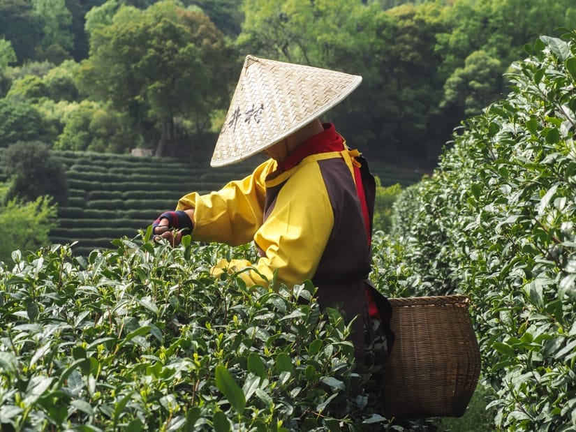 A Chinese worker with yellow sleeves, conical hat, and bamboo basket picking tealeaves