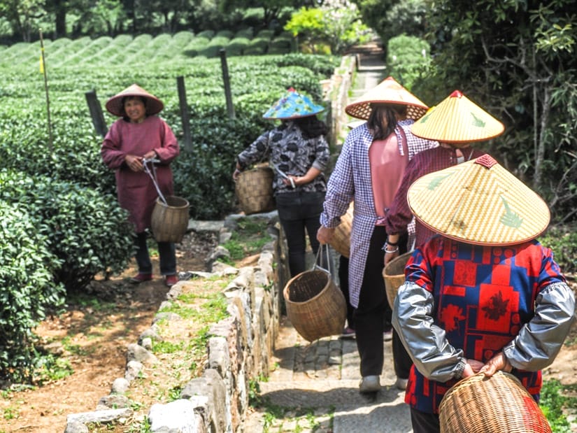 Several workers with conical hats and bamboo baskets walking down a path beside fields of tealeaves