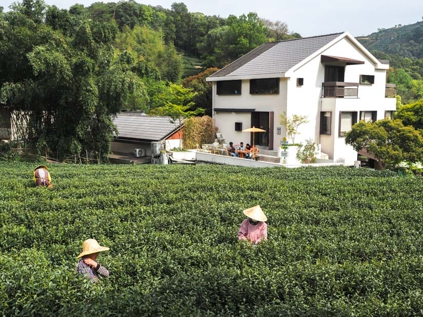 A field of tea bushes with two workers picking them and a white teahouse behind