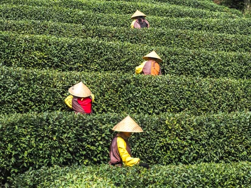 Looking up at some terraces of tea bushes with one working picking tealeaves in each layer