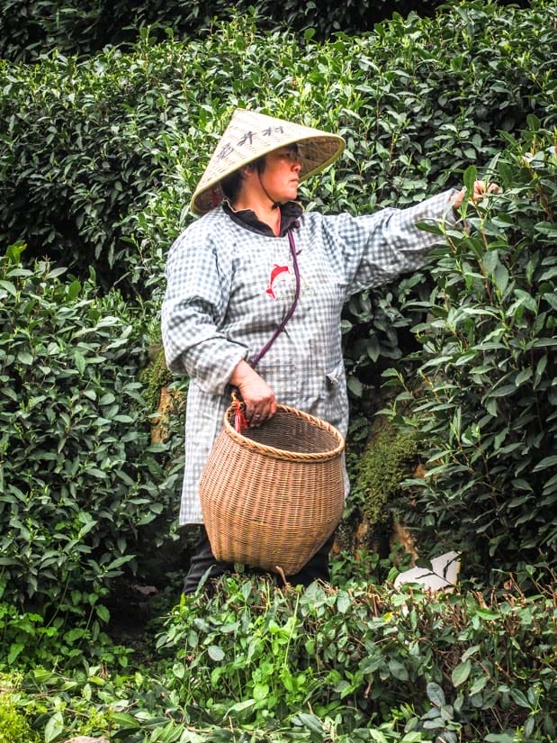 A Chinese worker holding a basket with one hand and picking tealeaves with the other