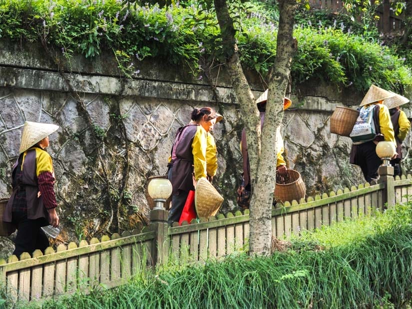 A row of Chinese workers walking up a ramp to some tea fields with bamboo baskets for collecting the tealeaves
