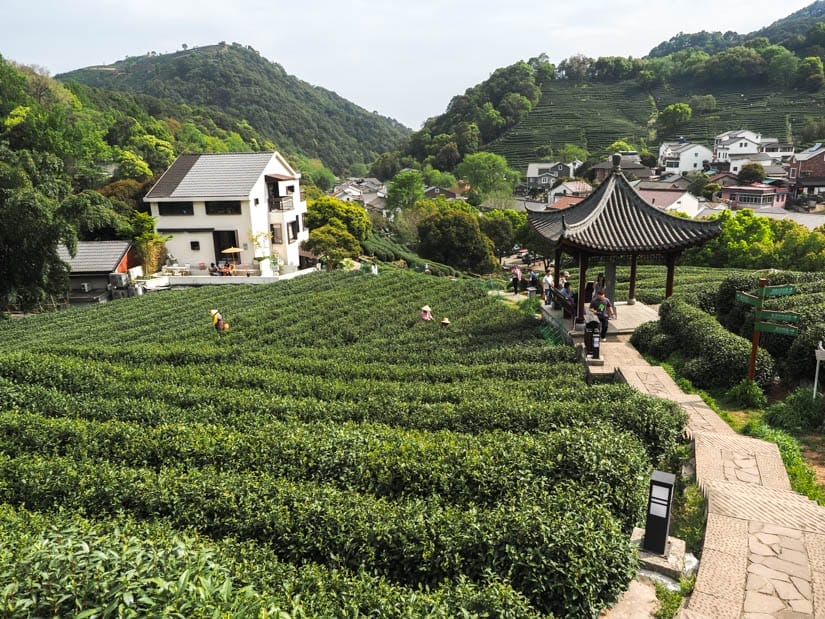 Looking down a path to a pavilion with tea fields on the side