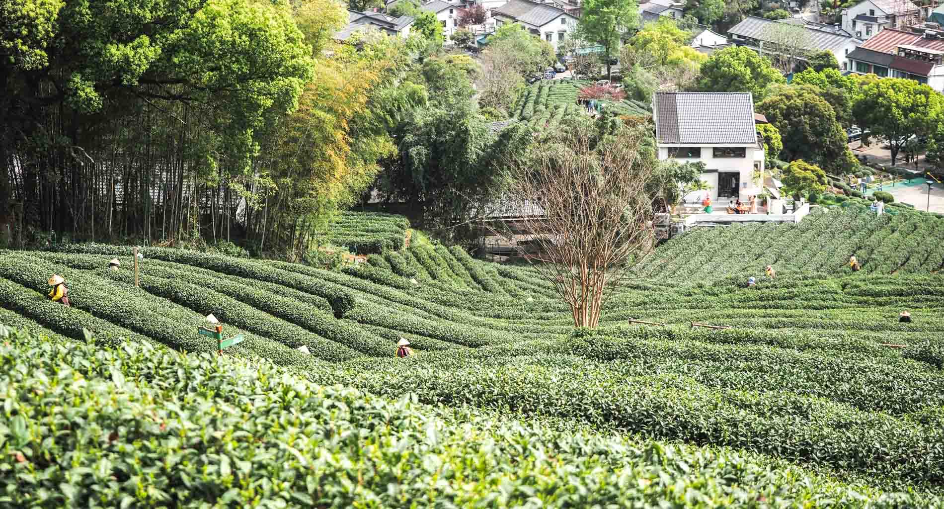 Tea fields in Longjing Tea Village, Hangzhou, China
