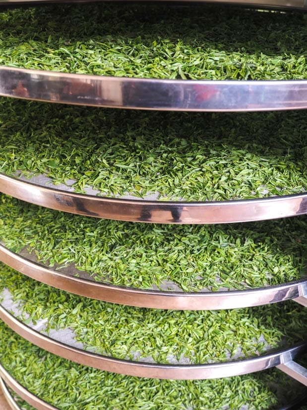 Close up of some round metal racks filled with Longjing tealeaves