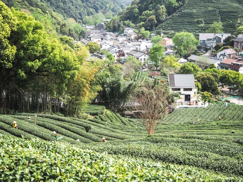 Looking down from a steep hill of tea terraces at Longjing village