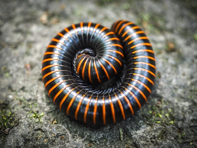 A large black and orange striped millipede that's curled up on the ground