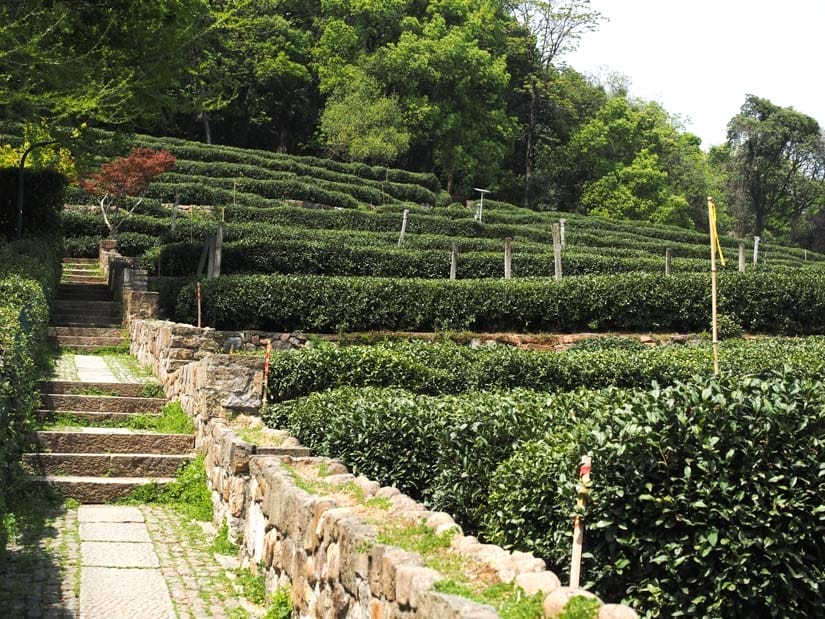 Looking up a staircase next to terraced tea fields