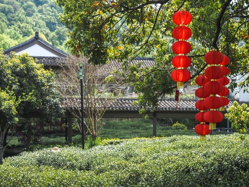 A tea field with two strings of red lanterns hanging above and traditional Chinese house in background