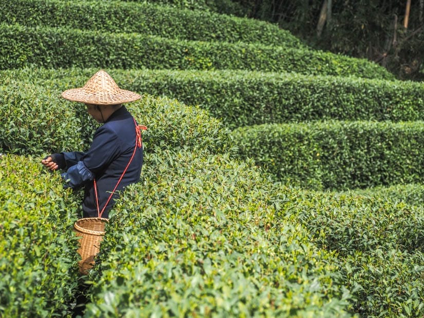 Looking across a tea terrace at a worker picking the tealeaves