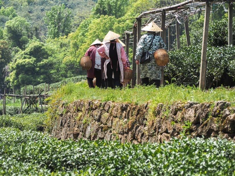 Group of women shot from behind as they walk away from the camera, along a tea terrace, with baskets for picking tea