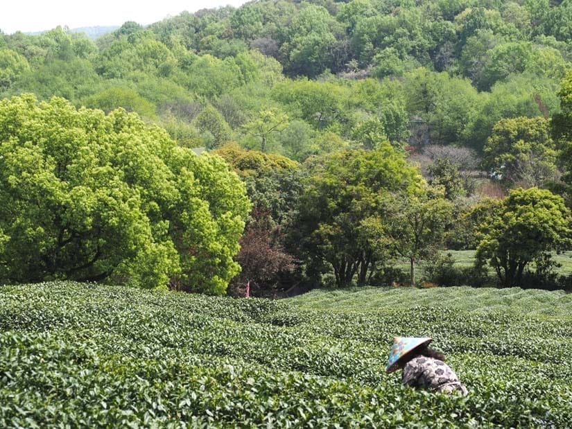 A single worker bent over picking tea surrounded by a field of tealeaves