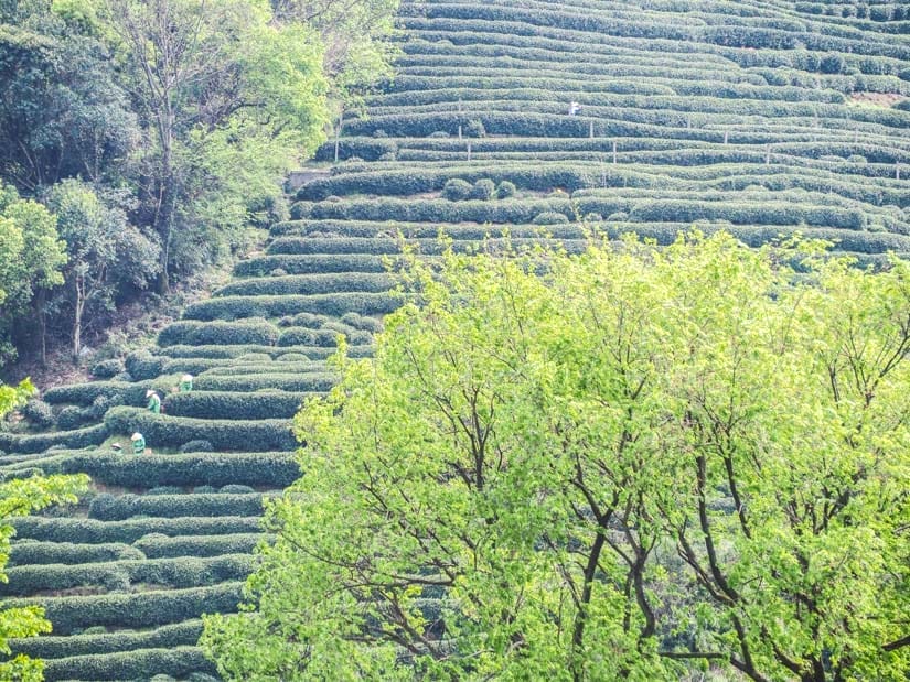 Looking past some trees at a steep hillside covered in rows of tea bush terraces