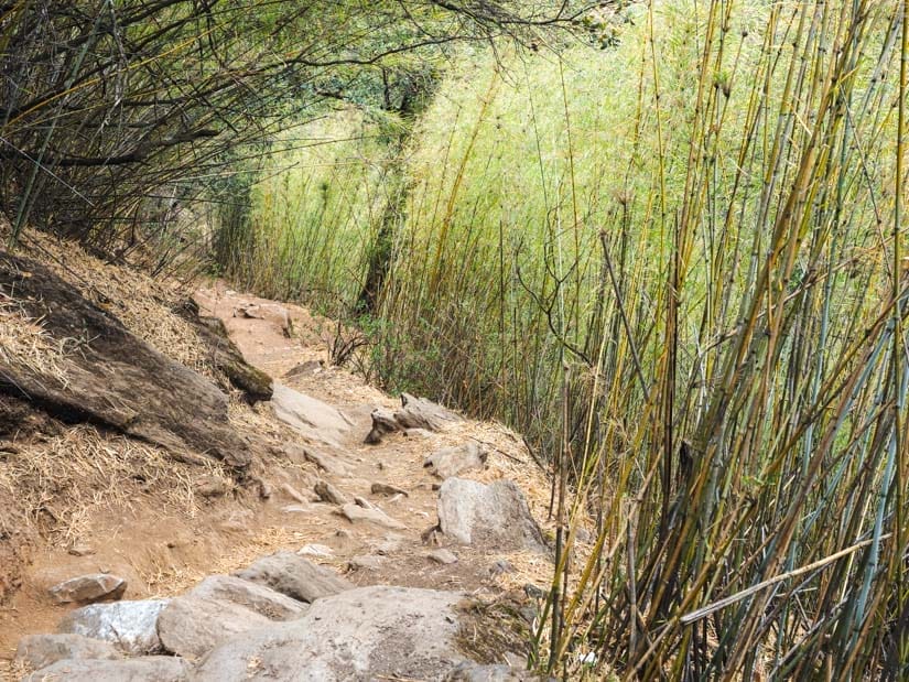 A trail going down through a bamboo forest