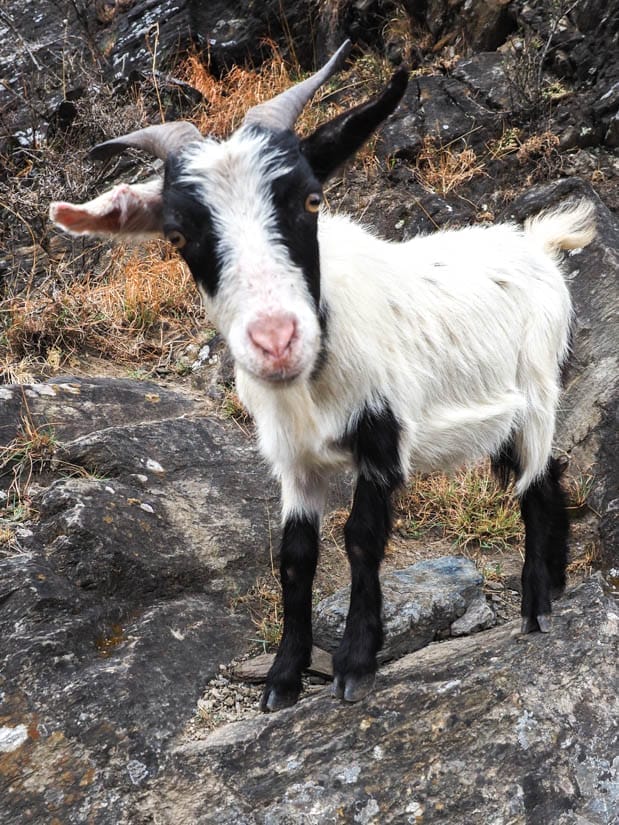 A white and black goat beside a hiking trail looking directly at the camera