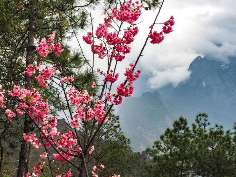Some blooming cherry blossoms with cloudy mountains peaks behind