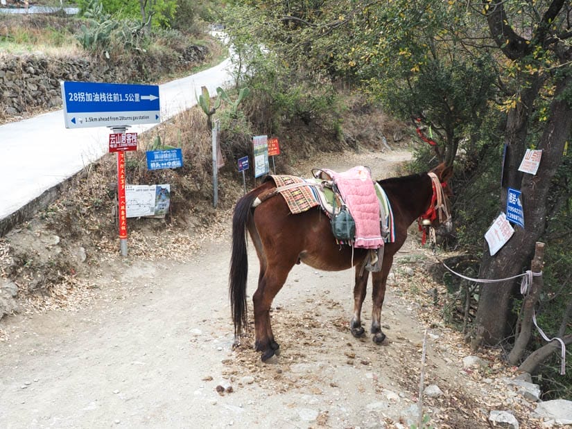 A horse tied down at the start of a hiking trail