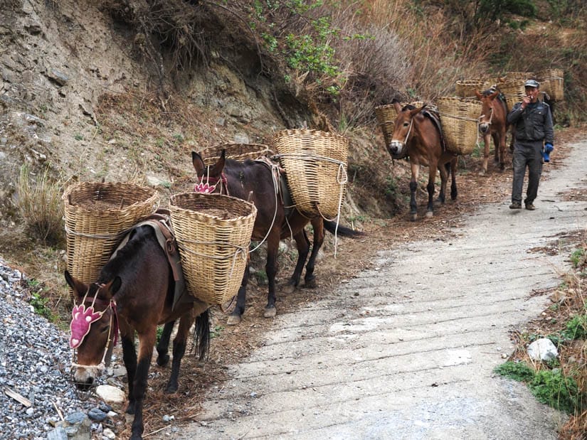 A villager in Tiger Leaping Gorge with several horses with basked tied to them
